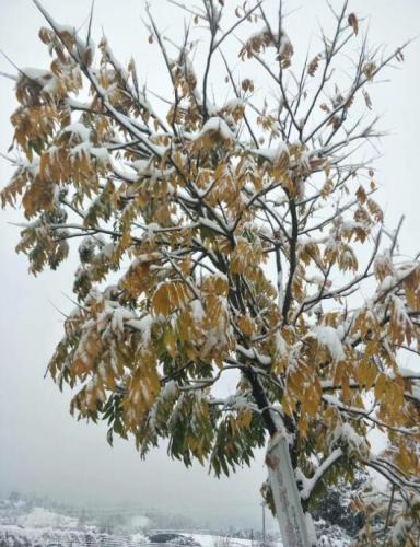 白雪压树枝