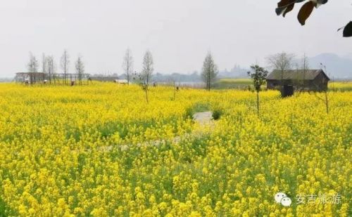 油菜花基地