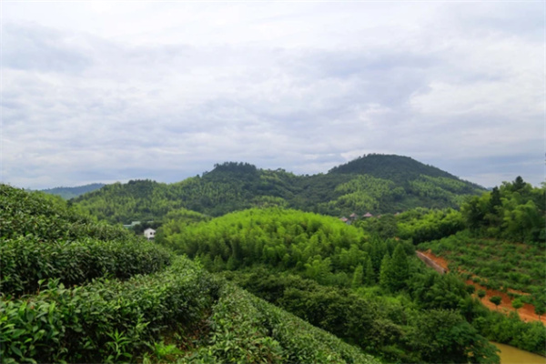 竹海风景